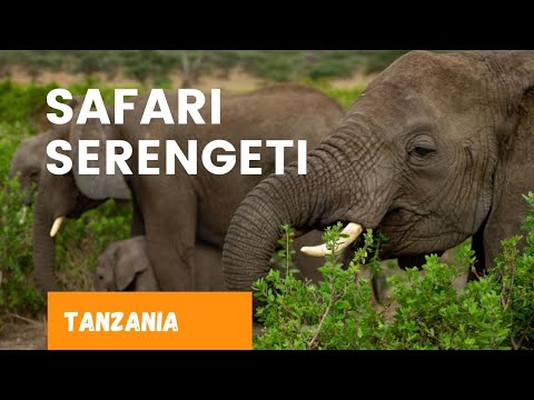 Parco del Serengeti - Serengeti - Viaggio in Africa - #AvventureDucali