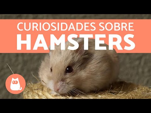 Vídeo: Como cuidar e criar hamsters urso preto