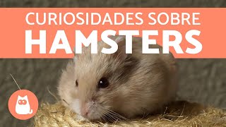 10 CURIOSIDADES sobre HAMSTERS 🐹❤️