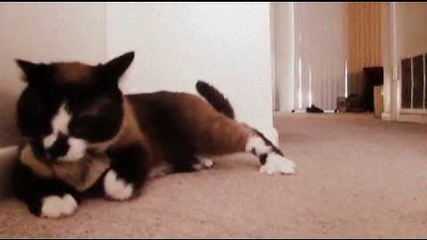 Snowshoe Siamese Cat Given Catnip for the First Time