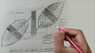 OPAL-Diagram-Necessity of Light in Photosynthesis