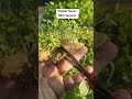 Pindah Tanam sayuran #farming #berkebun #garden #gardening #video #videoshort