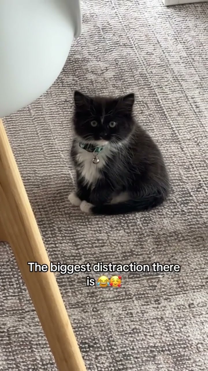 Kittyo doing absolutely nothing they on a mission
