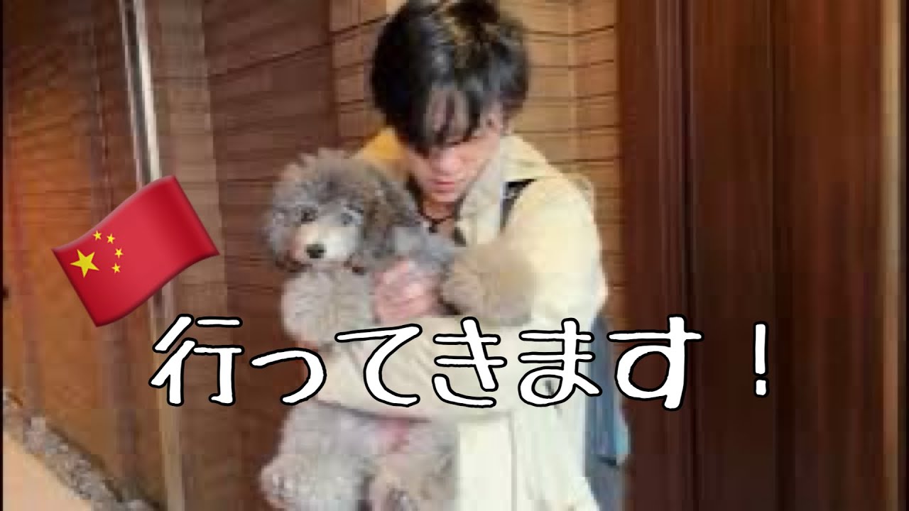 【行ってらっしゃい‼️】#uno1ワンチャンネル #いぬとの暮らし #トイプードル生活 #宇野昌磨 #宇野樹 #フィギュアスケート