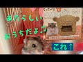 【ハムスター】ちっちゃなハムちゅぐら買ってみた♫