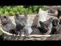 Amc diamond paws rescues a litter of 5 kittens