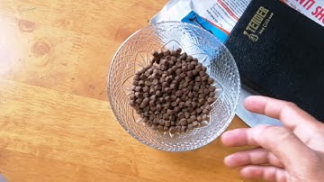 CÁ KOI BỆNH NGỦ TRỊ BẰNG VITAMIN TỔNG HỢP VÀ CÁI KẾT || CÁ KOI VLOG TRẦN ĐỨC CƯỜNG