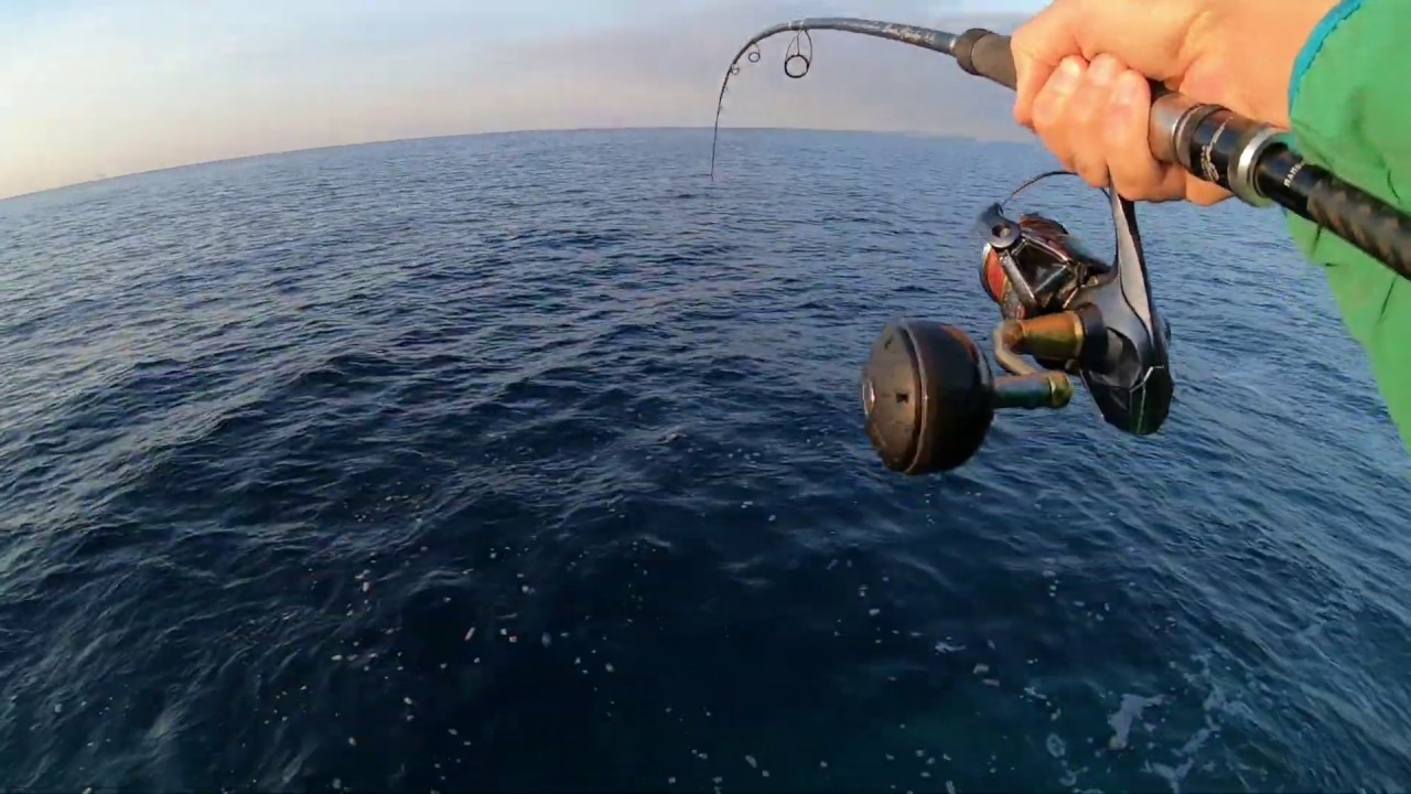 Shore Jigging - Amberjack C&R and huge fish got away Shore Jigging - Amberjack C&R and huge fish got away
