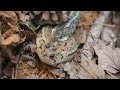 Garter Snake eats a Toad backwards (Warning Live Feeding)