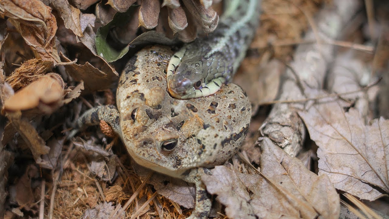 toad in the hole Garter Snake eats a Toad backwards (Warning Live Feeding)