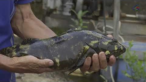 Mô Hình Nuôi Cá Mú (Cá Bống Mú) Trong Ao Đất Đạt Năng Suất Cao - Mua Cá Giống Liên Hệ 0909.86.1239