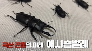 애사슴벌레 생태와 산란 그리고 채집방법 까지Stagbeetle コクワガタ