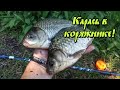 Супер рыбалка! Ловля карася в корягах! Поплавок/Донка..