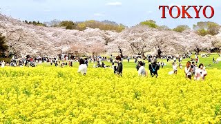 Japan April | Best time to visit Tokyo Japan | Beautiful cherry blossom & flower in Showa kinen park