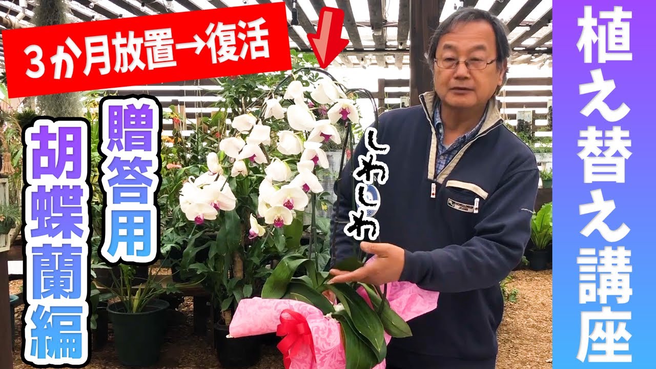 洋蘭 胡蝶蘭の植え替え講座 2回目を咲かせるために必要なポイントも紹介 植物の育種のコツとポイントをわかりやすくレクチャー Repotting A Phalaenopsis Orchid Youtube