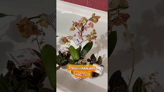 Реанимация уценок. Часть 1. #комнатныерастения #цветы