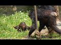 「ママいたいよ～！」ディル（"Mama, Ouch!" Dill）　多摩動物公園　チンパンジー　202305