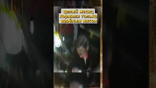 вот такая легенда 👲🍖
