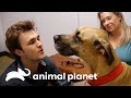 La cola del gran danés | Familia de Veterinarios | Animal Planet