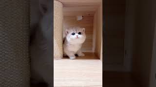 purry #cat #cats #cutecat #kitten #cute #pets #catlovers #funnycats #shortscats #shortskittens