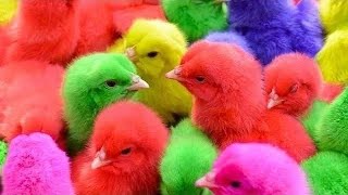Tangkap Ayam Lucu, Ayam Warna Warni, Ayam Rainbow Gokil, Kelinci, Kucing ,Bebek, Hewan Lucu part2
