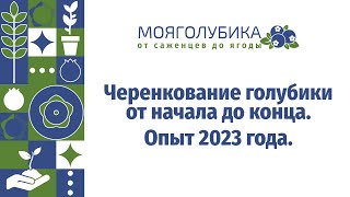 Черенкование голубики от начала до конца. Опыт 2023 года