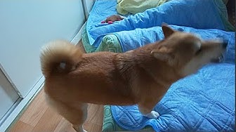 ぐねぐねきゅうちゃん Youtube ぐねぐねきゅうちゃん Youtube