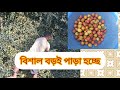 বিশাল বিশাল বড়ই পাড়া হচ্ছে || লাল টকটকে বড়ই পাড়া হচ্ছে