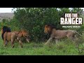 Male Lions Chase Their Sons | Fig Tree Lion Pride | Lions Of The Mara | Zebra Plains