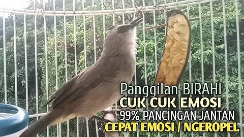 Trucuk BETINA memanggil Jantan Suara Birahi Ngecuplik 100% pancingan trucukan gacor agar BUNYI EMOSI