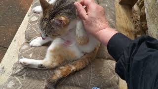 I'm helping to bathe a pregnant cat  #cats #cat #animals #animalsvideos #gatos #gato #mylife #myday