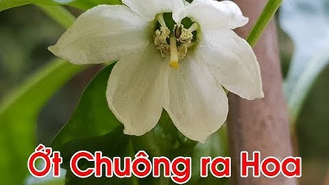 Làm sao để ớt chuông ra hoa, có quả - Trồng ớt chuông trong chậu ở xứ nóng.