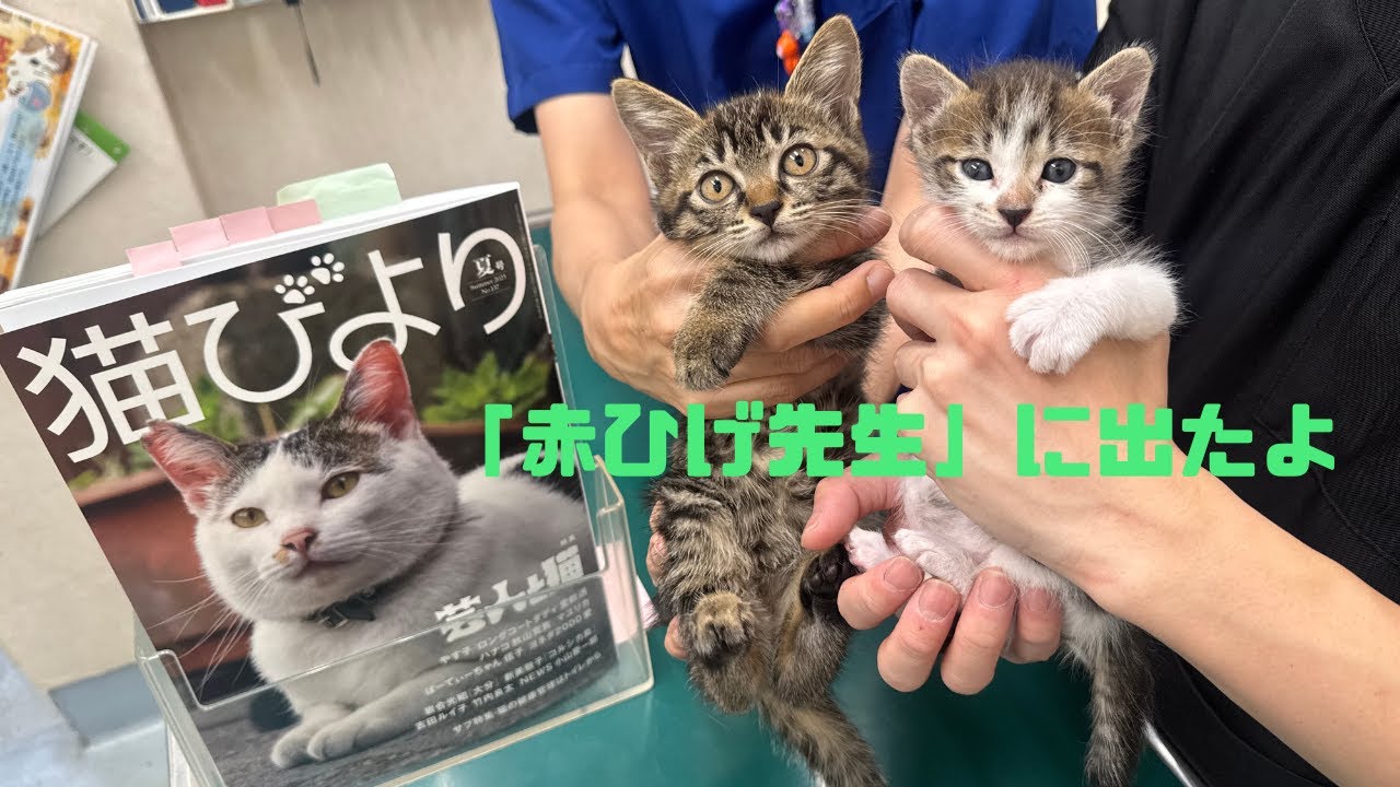 猫のひたいほどワイド 月曜メンバーグッズ 瀧澤翼 7点 セット 購入 おまけ付 猫のひたいほどワイド #1483 リポート大賞・瀧澤翼「ヒトも