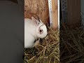Iskierka #bunny #rabbit #mycuterabbit