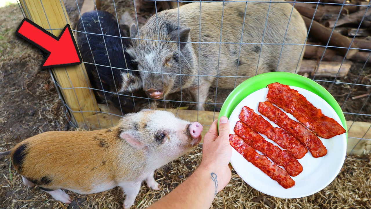 FEEDING All My PET PIGS Bacon YouTube feeding-all-my-pet-pigs-bacon-youtube