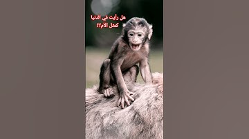 ووصينا الإنسان بوالديه حسنا.. تلاوة عجيبة جدا بصوت عبد الرحمن مسعد #تلاوة_خاشعة