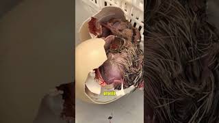 Hatching ostrich eggs.🥰 #short #shorts #bertibaby