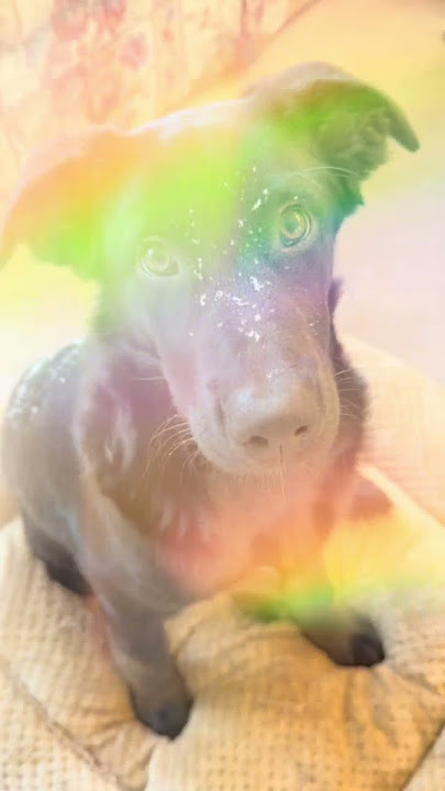 Playtime with perlita #viral