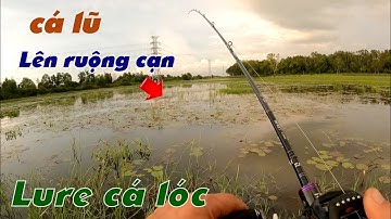 Câu Lure Cá Lóc ✅ Lure Cá Lóc Dạo Mùa Nước Nổi Theo Những Đám Ruộng Cạn | Tâm Râu Vlog #277