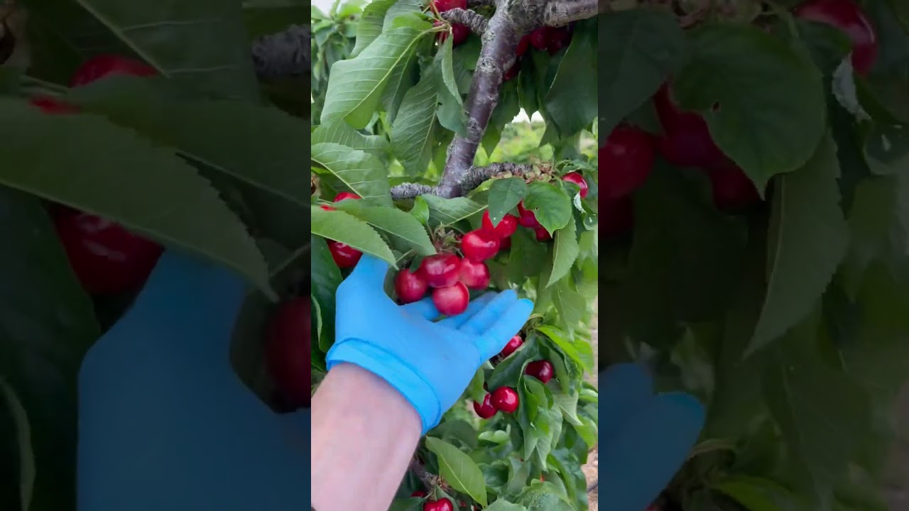 CEREZA 🍒 Y CEREZO #agri #agriculture #agricultura #cerezos #cereza #fruit #fruta ##frutas #cherry