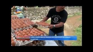 POJOK KAMPUNG VIRAL VIDEO MBUAK ENDOK DIKLARIFIKASI PETERNAK