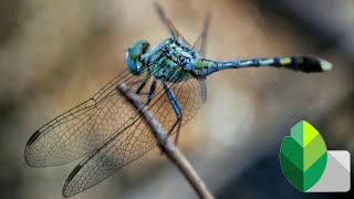 MICRO PHOTO EDIT BY SNAPSEED screenshot 4