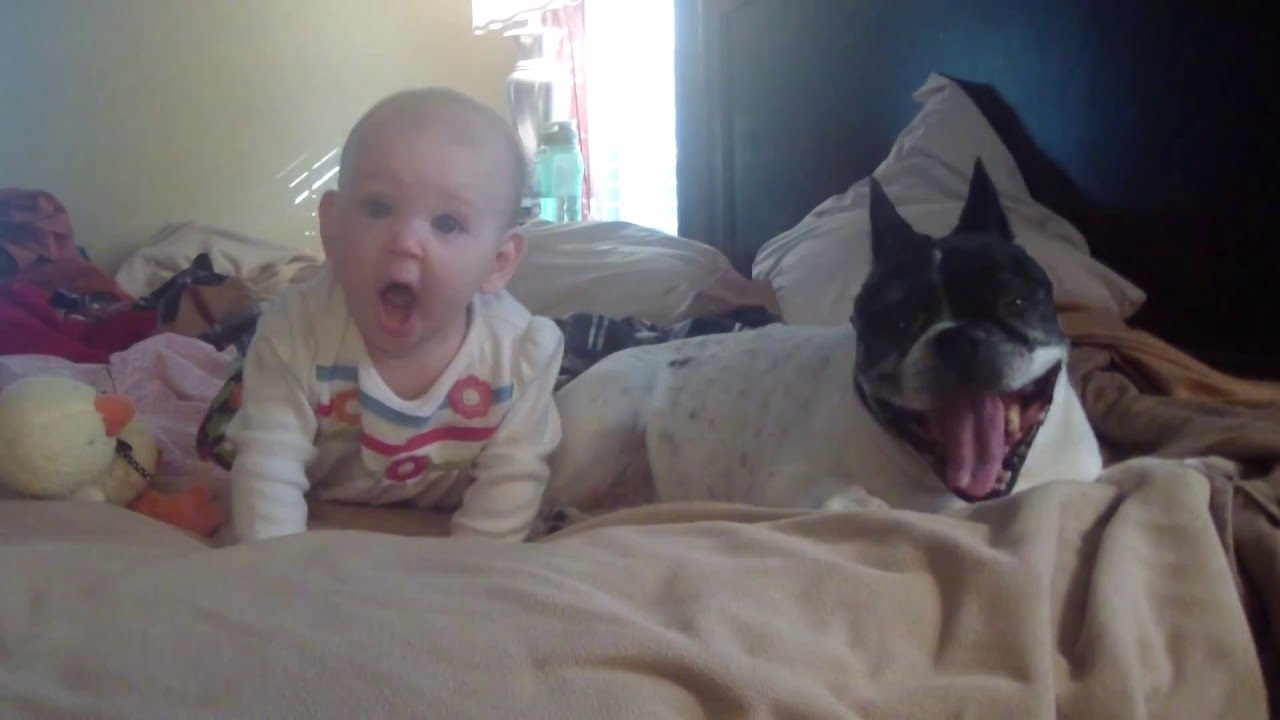 Baby pulls dog's ear, dog licks baby's ear YouTube