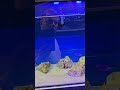Moje rybunie #akwarystykamorska #akwarium #rybymorskie #rafakoralowa #morze #ocean