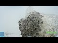 King blue oyster mushroom growing time lapse