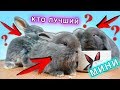 МИНИ СОРЕВНОВАНИЯ КТО ЛУЧШИЙ КРОЛИК ? КТО НОВЫЙ ПИТОМЕЦ ? | Elli Di Pets