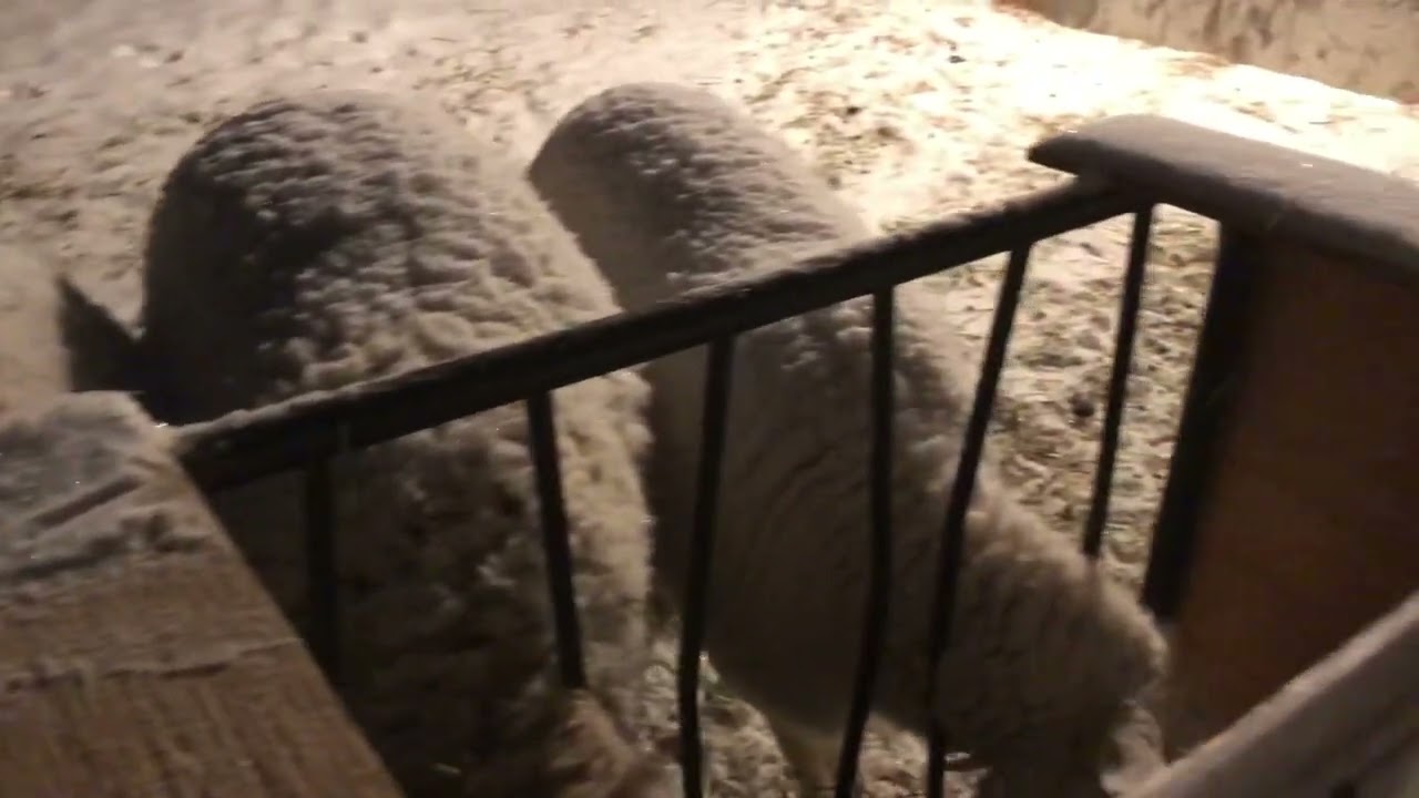 The Sheep are Sparkling!