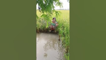 Đặt lợp bắt cá trên đồng mùa nước nổi #automobile #farming #funny