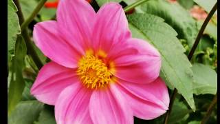 DALIA  JESIENNY  KWIAT - cz.I.