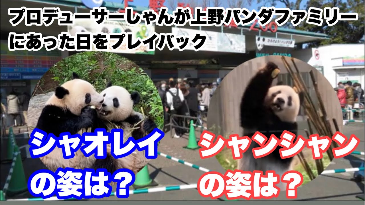 【再編集版】プロデューサーしゃんが上野パンダファミリーに初めて会った日をプレイバック　 2026.02.12